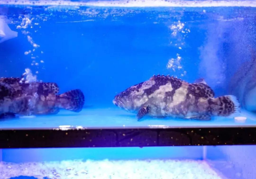 七步优鲜加盟条件 七步优鲜加盟条件