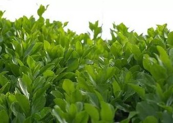 四季优美随便果加盟 四季优美随便果加盟