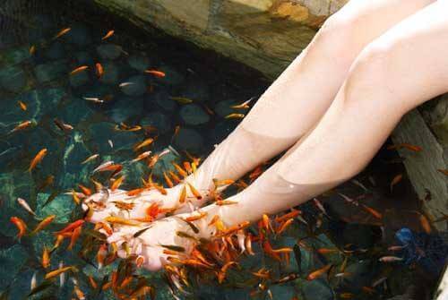 亲亲鱼足疗加盟 亲亲鱼足疗加盟