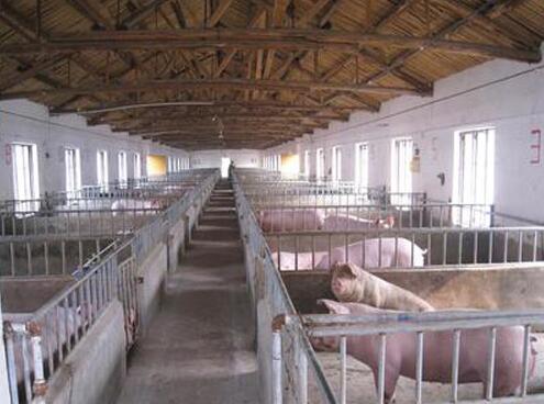 温氏集团养猪加盟优势 温氏集团养猪加盟优势