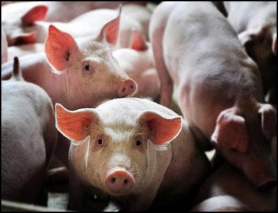 温氏集团养猪加盟条件 温氏集团养猪加盟条件