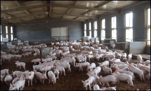 温氏集团养猪加盟费用 温氏集团养猪加盟费用