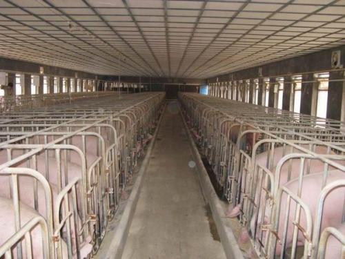 温氏集团养猪加盟支持 温氏集团养猪加盟支持