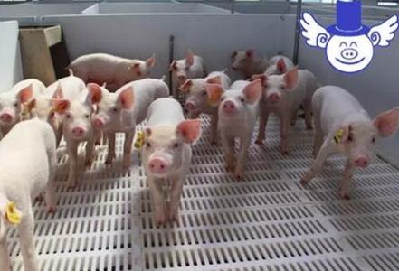 温氏集团养猪加盟流程 温氏集团养猪加盟流程