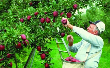 绿色果园加盟 绿色果园加盟