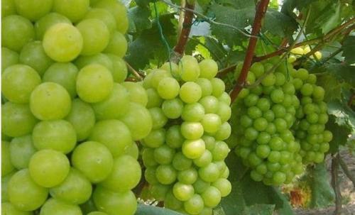 绿色果园加盟条件 绿色果园加盟条件