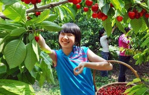 绿色果园加盟支持 绿色果园加盟支持