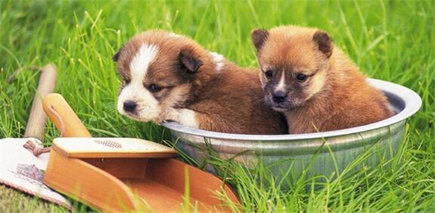 麦乐斯宠物店加盟条件 麦乐斯宠物店加盟条件