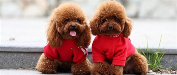 麦乐斯宠物店加盟流程 麦乐斯宠物店加盟流程