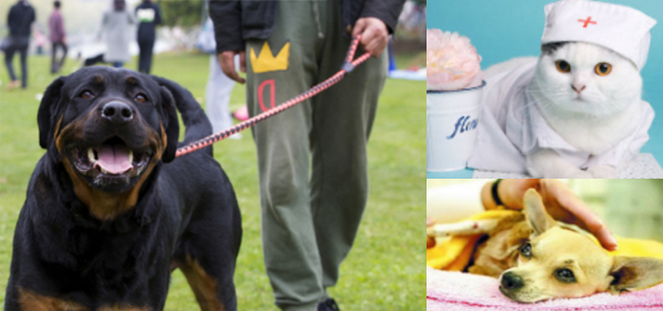 大嘴狗加盟优势