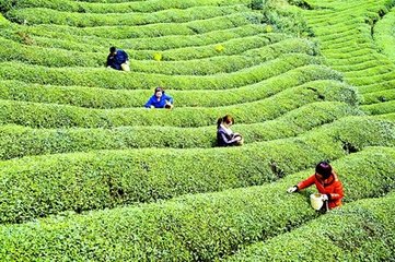 御品贡茶加盟流程 御品贡茶加盟流程