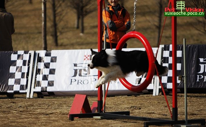酷迪宠物加盟支持 酷迪宠物加盟支持