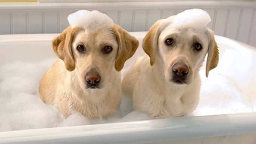 宠幸宠物用品加盟 宠幸宠物用品加盟