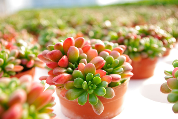 小花坊饰品加盟条件 小花坊饰品加盟条件