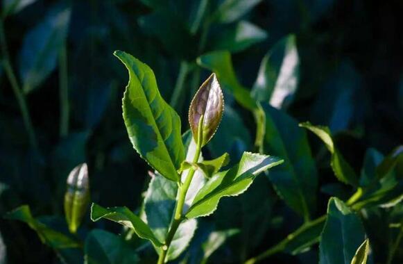 杉叶加盟支持 杉叶加盟支持