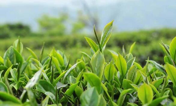 杉叶加盟流程 杉叶加盟流程