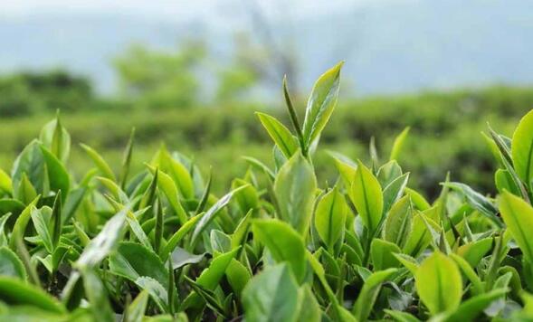 杉叶加盟优势 杉叶加盟优势