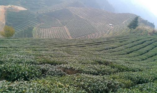 思道茶业加盟费用 思道茶业加盟费用