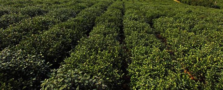 浙茶茶叶加盟优势 浙茶茶叶加盟优势