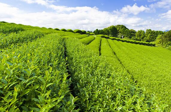 双园茶业加盟优势 双园茶业加盟优势