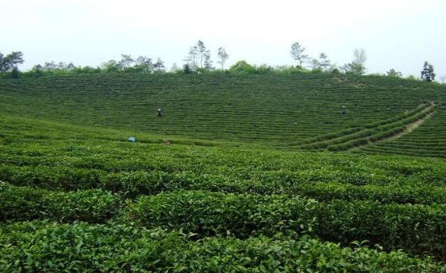 双园茶业加盟费用 双园茶业加盟费用