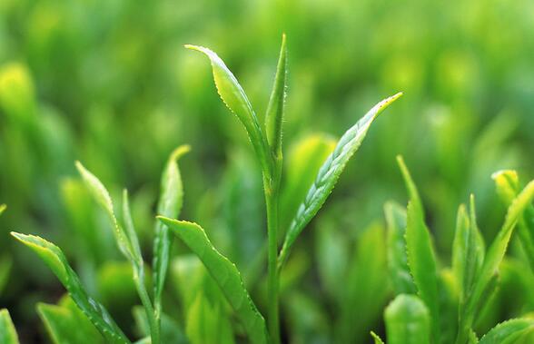 首福茶叶加盟支持 首福茶叶加盟支持