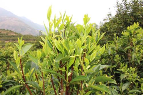 中木茶叶加盟优势 中木茶叶加盟优势