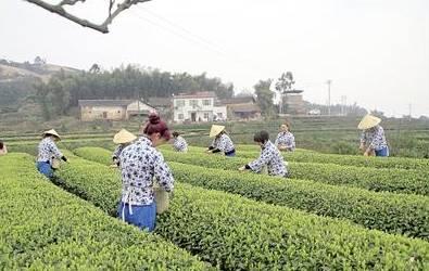 中木茶叶加盟支持 中木茶叶加盟支持