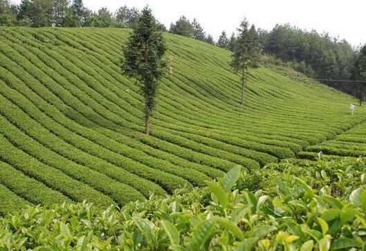 遂绿加盟支持 遂绿加盟支持